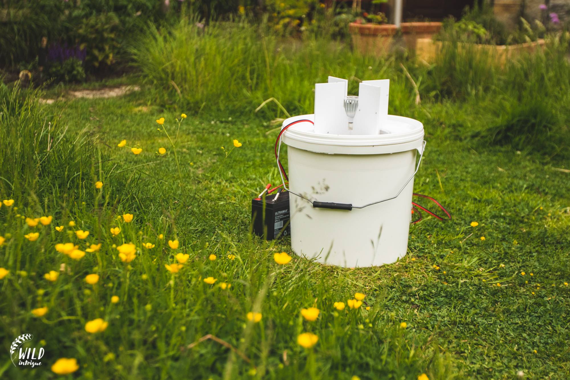 Moth Traps Wild Intrigue