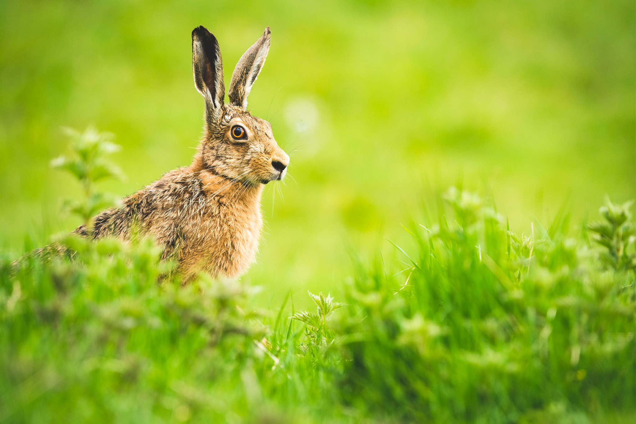 The Brown Hares of Hill Top Farm Wild Intrigue